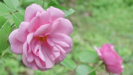 pink rose head gently moving in the wind, green garden background