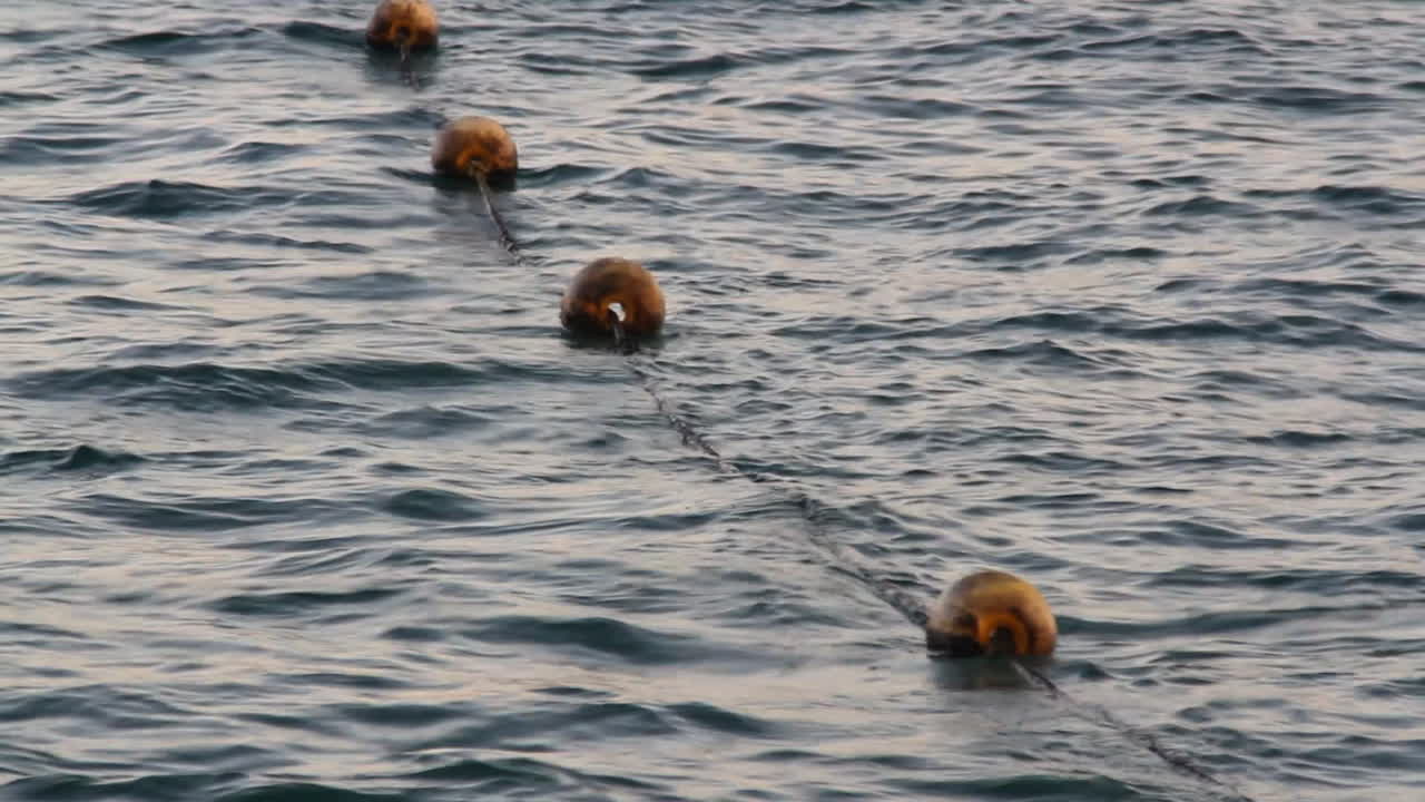 водяные мальчики 00