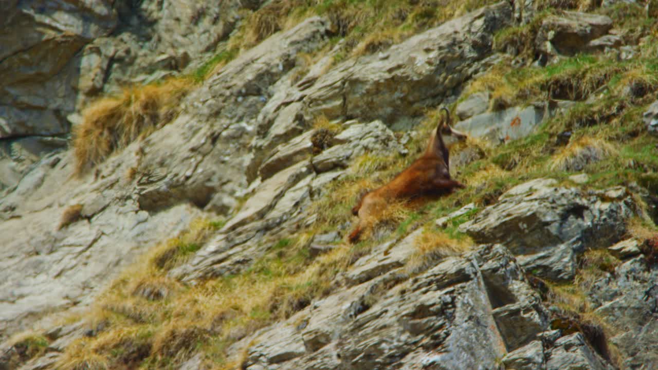 una gamuza está subiendo por una ladera rocosa en cámara lenta