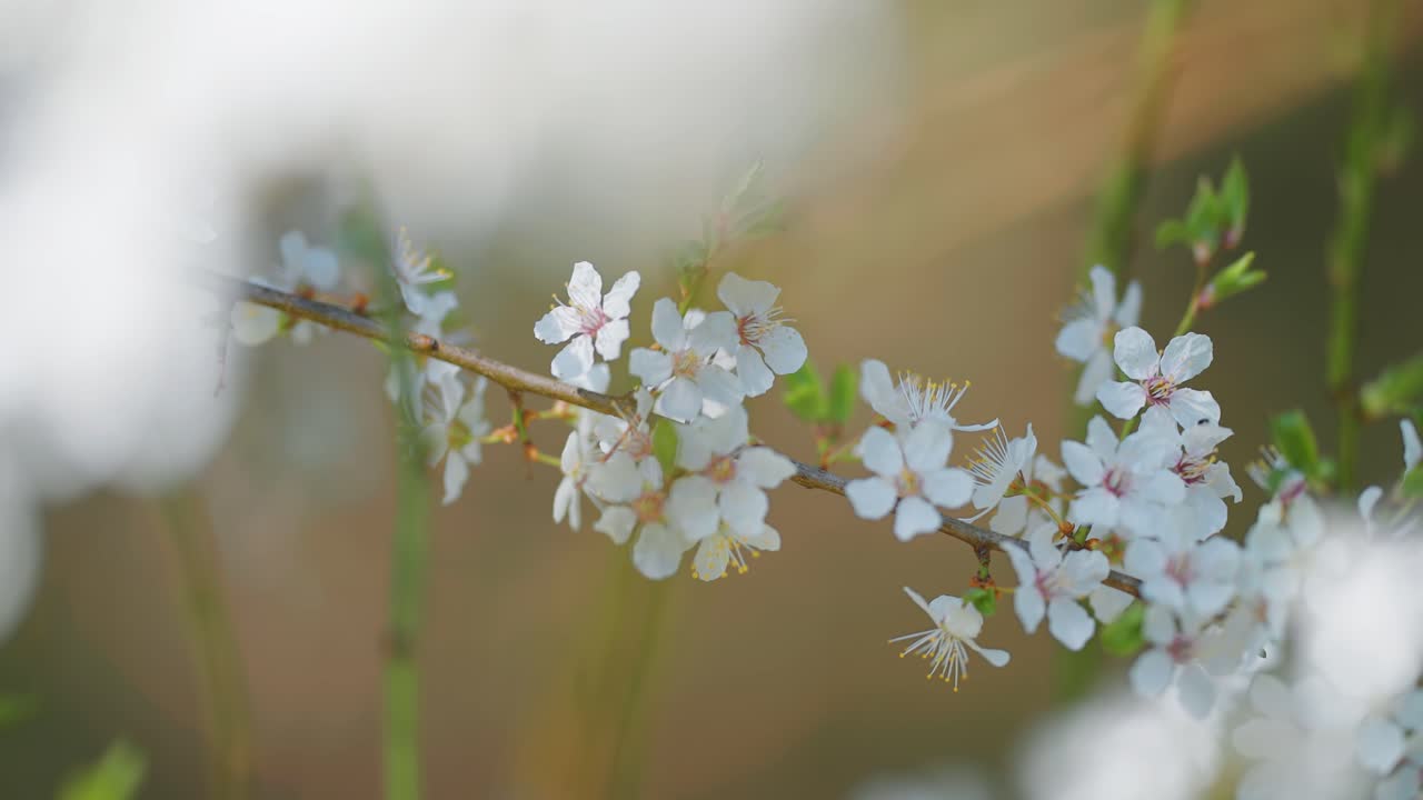 Delicate flower petals of the cherry tree flutter in the wind