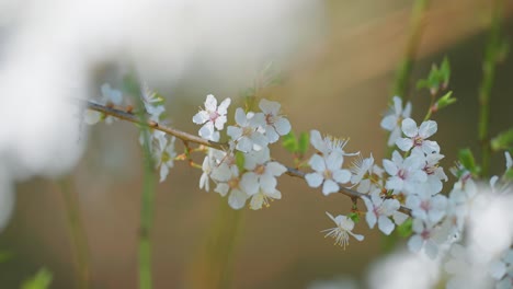 los delicados pétalos de las flores del cerezo revolotean en el viento