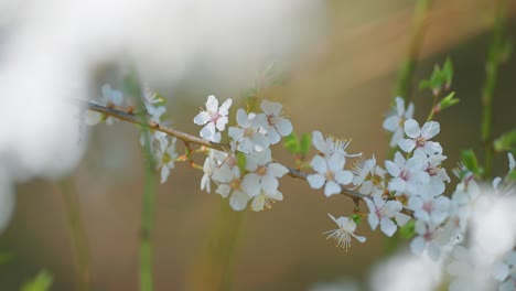 delicate flower petals of the cherry tree flutter in the wind