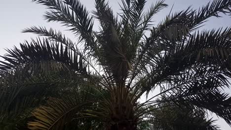 palmera ondeando sus hojas durante una tarde ventosa con el cielo como fondo, la cámara se inclina hacia arriba