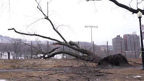 Tilt-up-shot-of-uprooted-tree-in-Montreal-park-during-winter