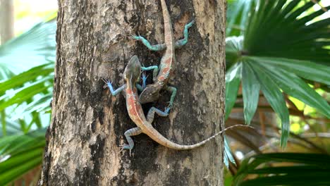 dos lagartos de cresta azul de myanma peleando en el tronco de un árbol en tailandia
