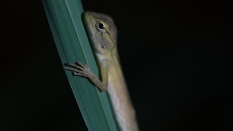 The-Oriental-Garden-Lizard-is-also-called-the-Eastern-Garden-Lizard,-Bloodsucker-and-Changeable-Lizard