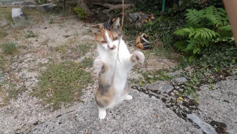 the young kitten is sat on a wall as a lady plays with the cat with a blade of grass and pets the kitten as they interact