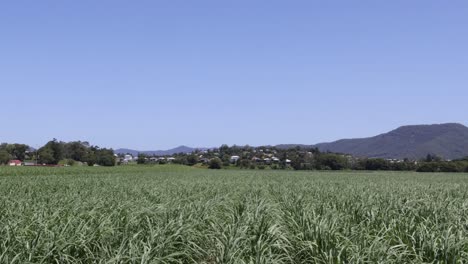 timelapse of crops growing in a field