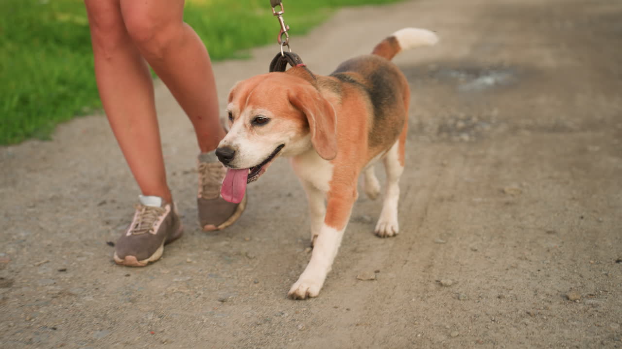 Individual walking along dusty gravel road in rural environment, wearing casual sneakers, with beagle on leash walking beside, dog's tongue out, greenery in background