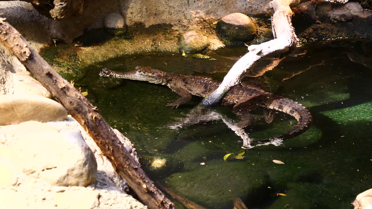 Primo piano di un coccodrillo caimano che nuota in una pozza d'acqua circondata da rocce sotto la luce del sole.