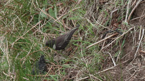 Ring-ouzel-female-feeding-recently-fledged-young-among-the-undergrowth