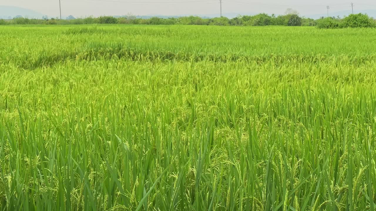 Wide shot of lush green rice plants gently swaying in the wind across a paddy field, depicting monsoon farming and natural movement in rural India