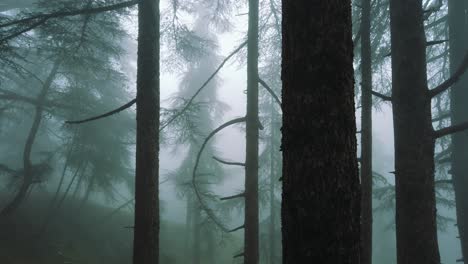 Zeitlupenblick-Auf-Nebligen-Wald-Und-Zedernbäume-Im-Atlasgebirge,-Algerien---Nationalpark-Chrea