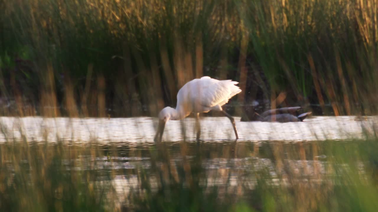 Low medium panning shot of an Eurasian Spoonbill wading and feeding in shallow water among the reeds with ducks swimming in the background