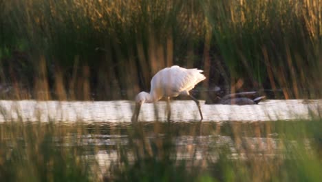 low medium panning shot of an eurasian spoonbill wading and feeding in shallow water among the reeds with ducks swimming in the background