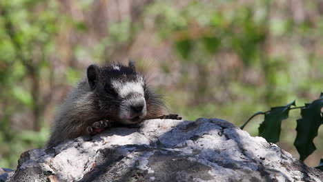 close-up-macro:-Young-furry-rock-chuck-enjoys-heat-from-sunny-boulder