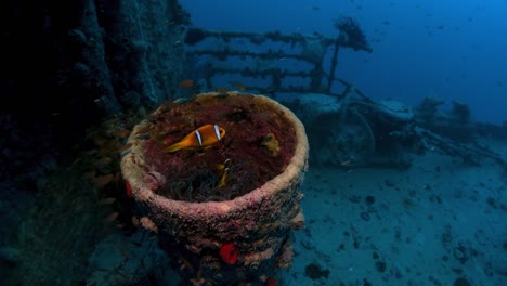 two clown fish live in their anenome in a barrel or tube on the rosalie moeller shipwreck, red sea, egypt