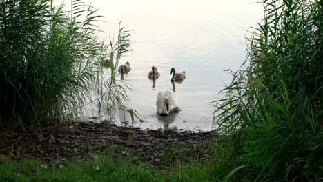 Gänsemütter,-Gefolgt-Von-Ihren-Kindern,-Gehen-An-Land,-Nachdem-Sie-Auf-Der-Flussoberfläche-Geschwommen-Sind