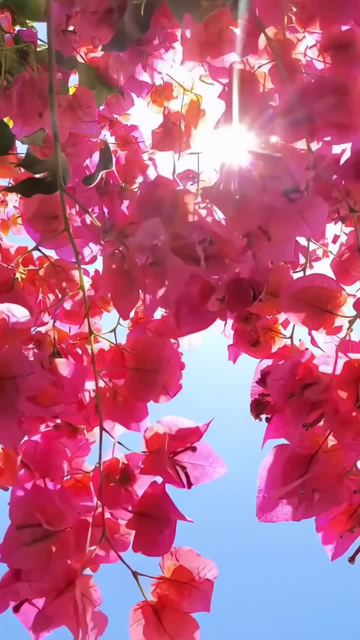 Fiori di bougainvillea vivaci su un cielo azzurro terso, catturati da una angolazione bassa