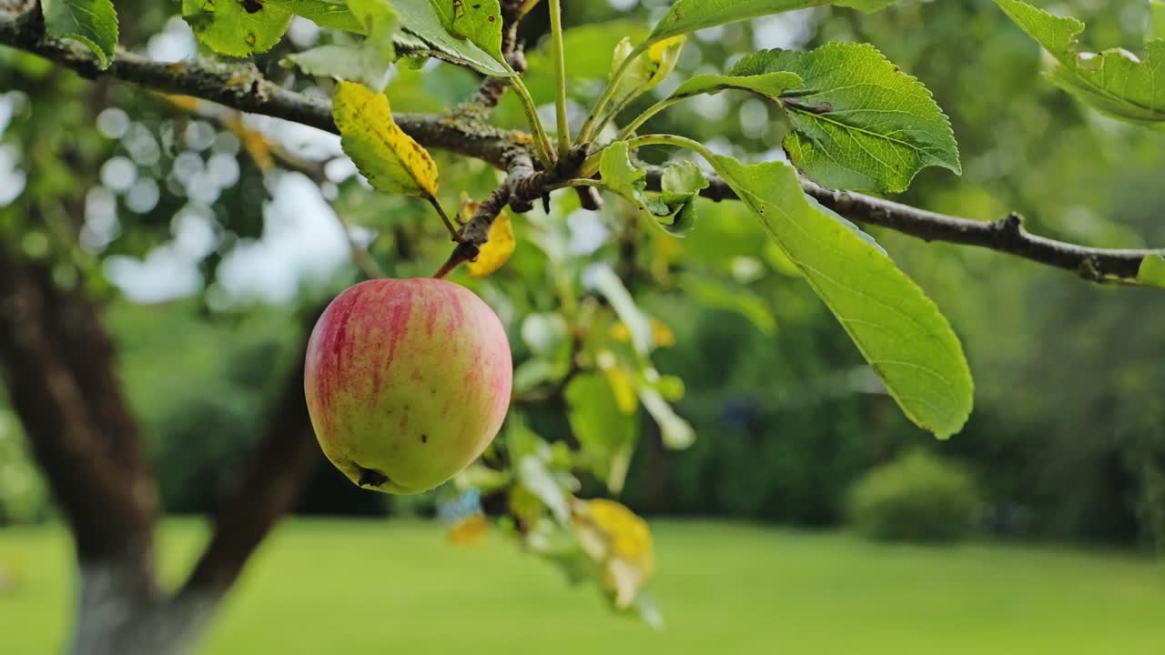 One apple waits in silence between gravity and growth, holding its final breath