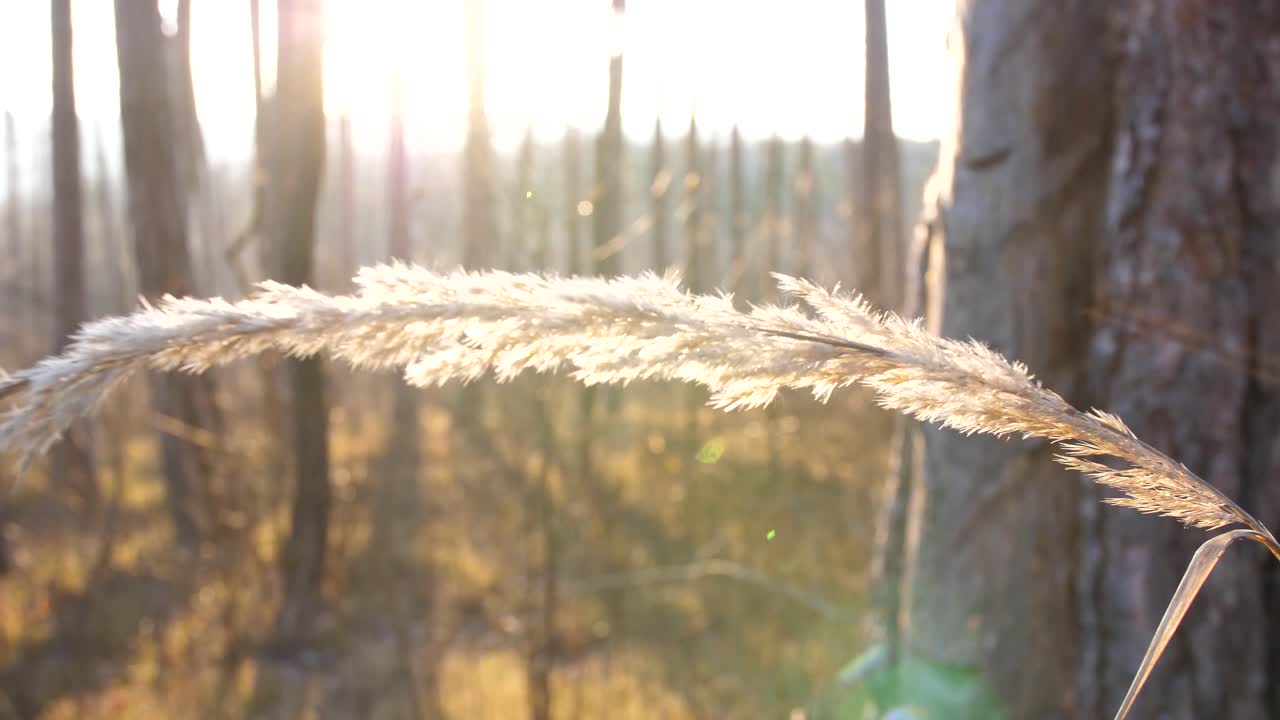 햇살이 비치는 가을의 마른 풀잎