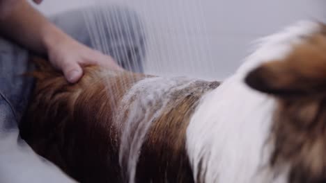 sheltie is washed by a man with a special dog shower in a bathroom