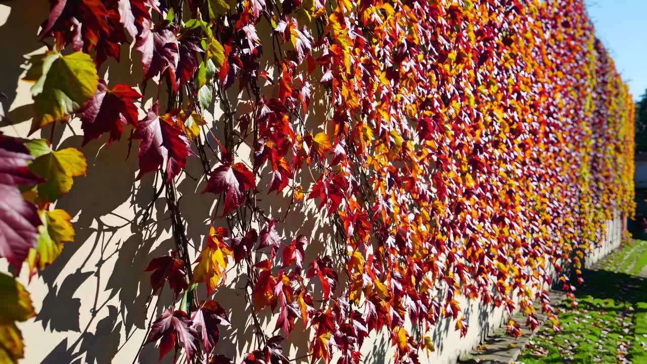 Video showcasing vibrant autumn leaves cascading down a wall, capturing the essence of fall