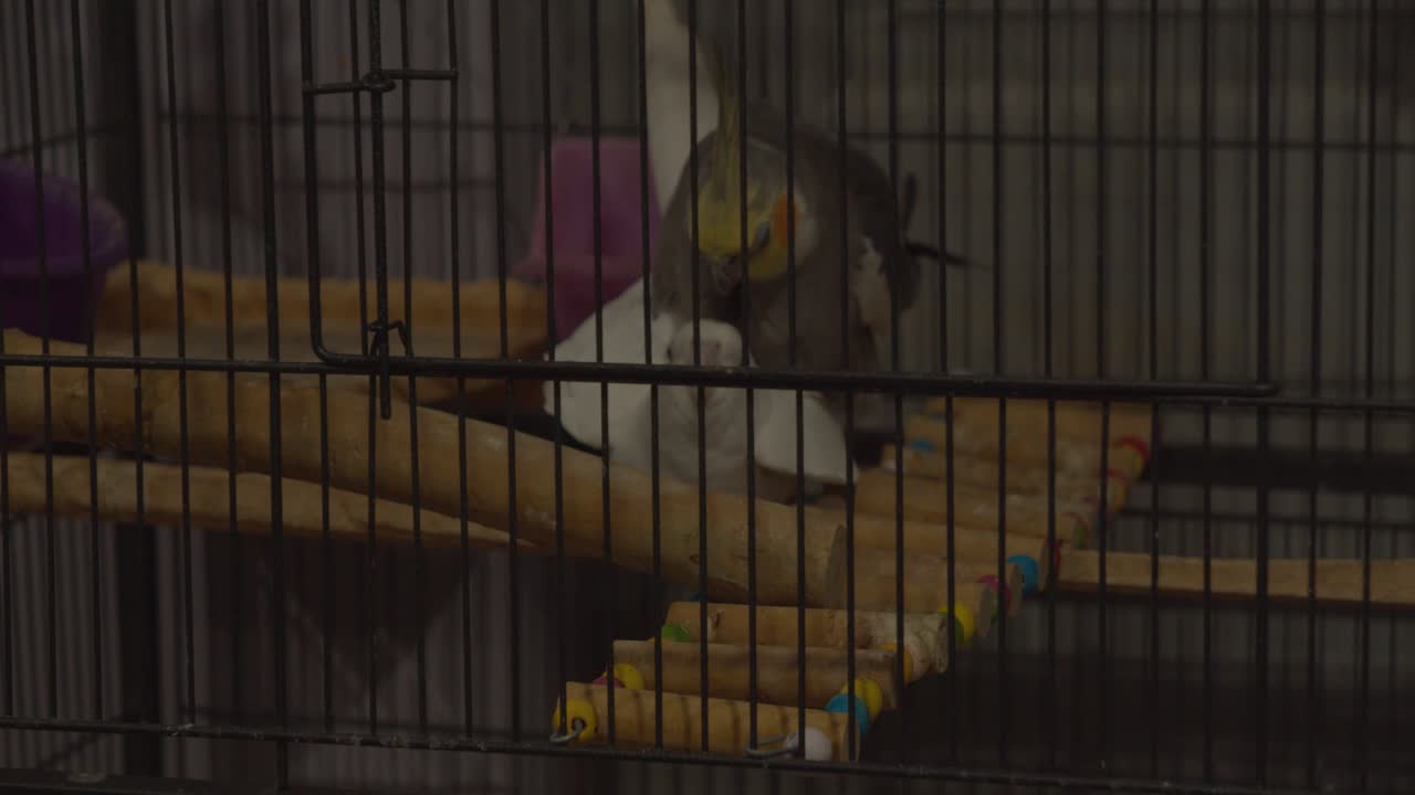 cockatiels mating inside their cage after doing the mating dance