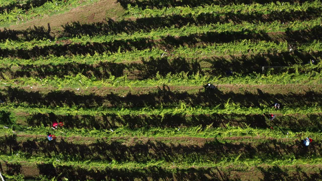 cosecha de vid en viñedo, vista aérea de la bodega en europa, los trabajadores recogen uvas, vista aérea