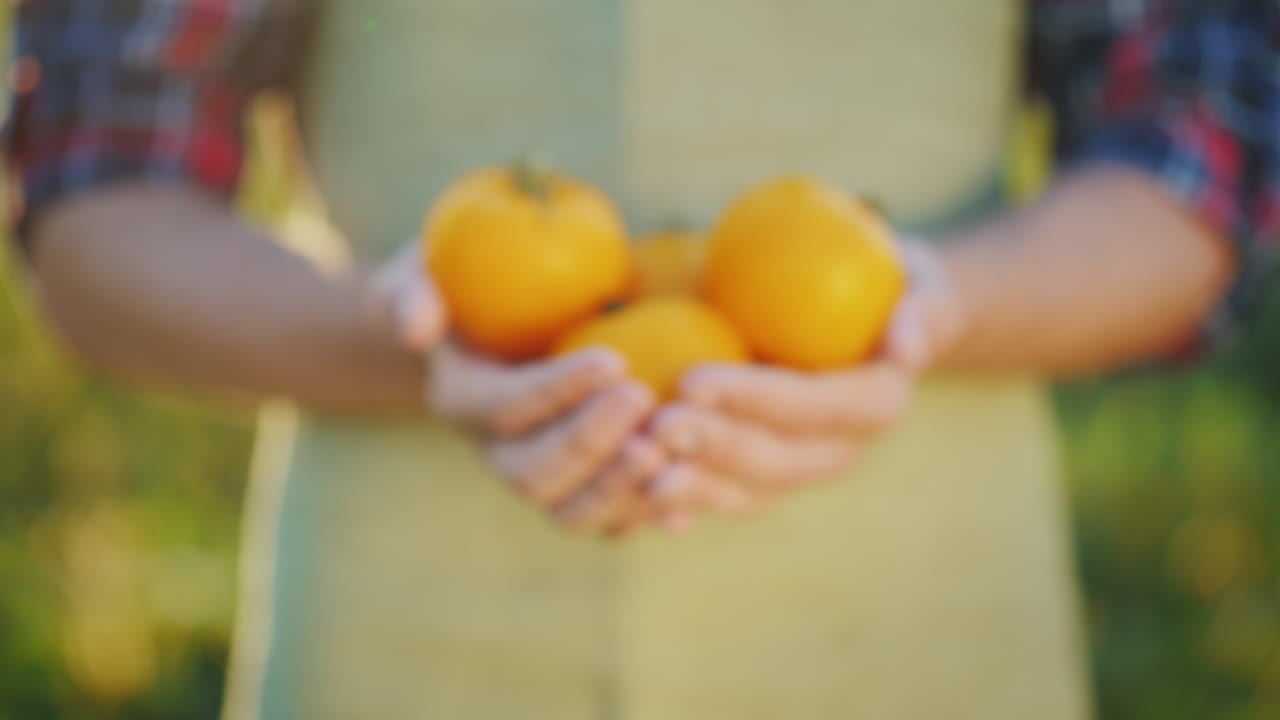 농부의 손에는 들판에서 가져온 여러 개의 노란 토마토 신선한 야채가 있습니다.