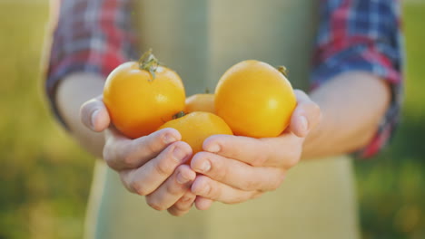 las manos del agricultor sostienen varios tomates amarillos verduras frescas del campo