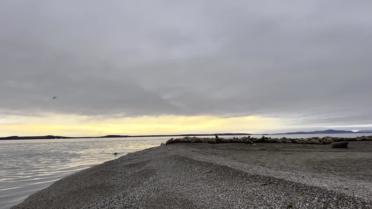 fotografía de mano de morsas durante una expedición a lo largo de la costa norte de svalbard en noruega a la hora dorada con el agua reflejada durante un viaje de aventura