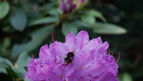 bumble bee flying around rhododendron flower