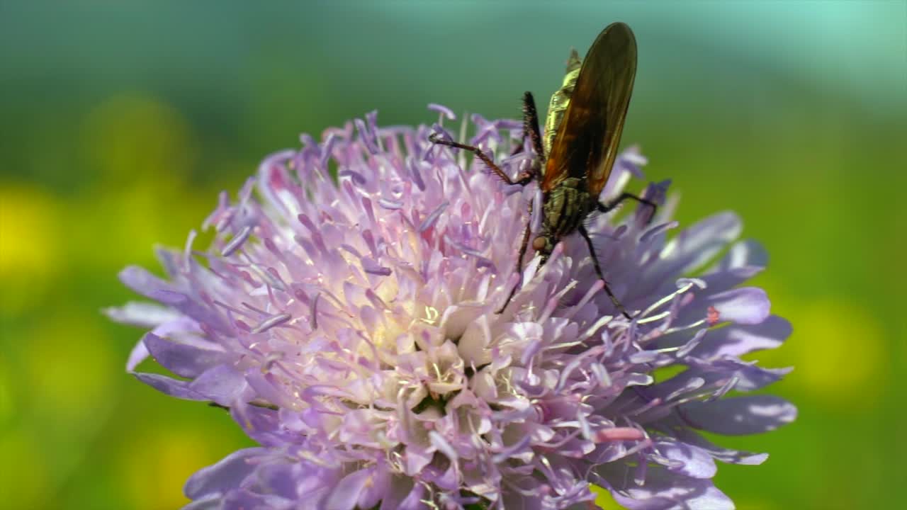 foto macro de insectos recogiendo polen en flor morada floreciente