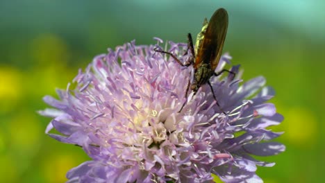 Foto-Macro-De-Insectos-Recogiendo-Polen-En-Flor-Morada-Floreciente