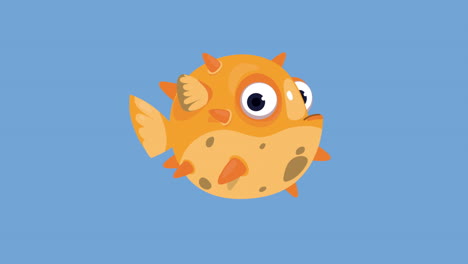 ornamental blowfish swiming sealife animation