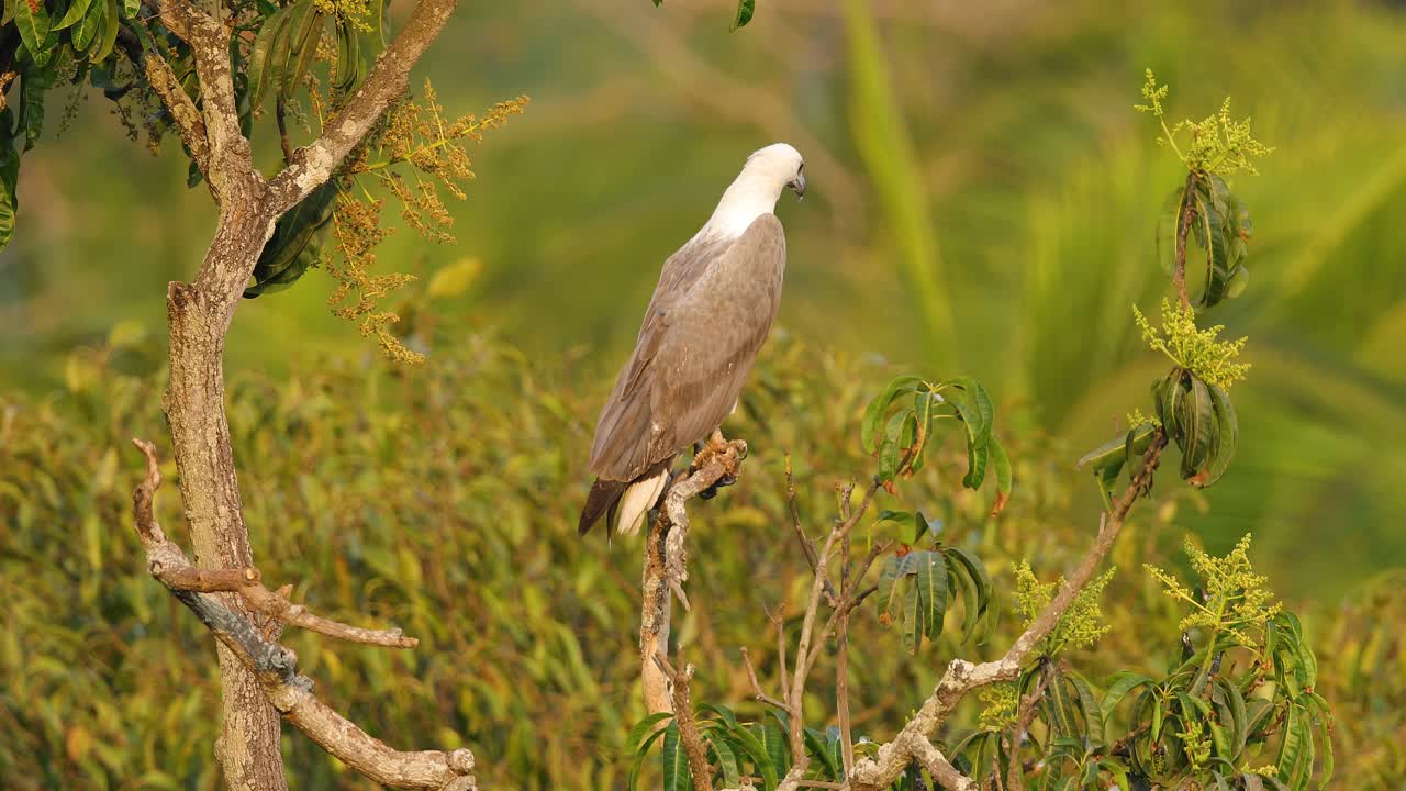 el águila marina de panza blanca se sienta en un árbol de mango mirando el mar donde puede ir y encontrar una presa para comer en una tarde cerca de la playa en india