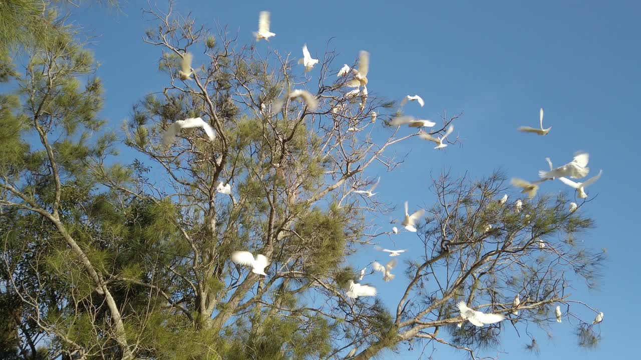 나무 가지로 날아가는 야생 유황 볏 앵무새 무리
