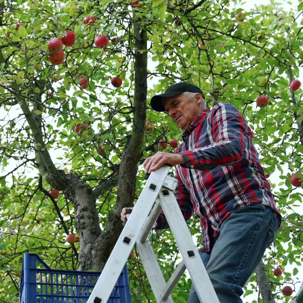 Man Picking Apples in Orchard