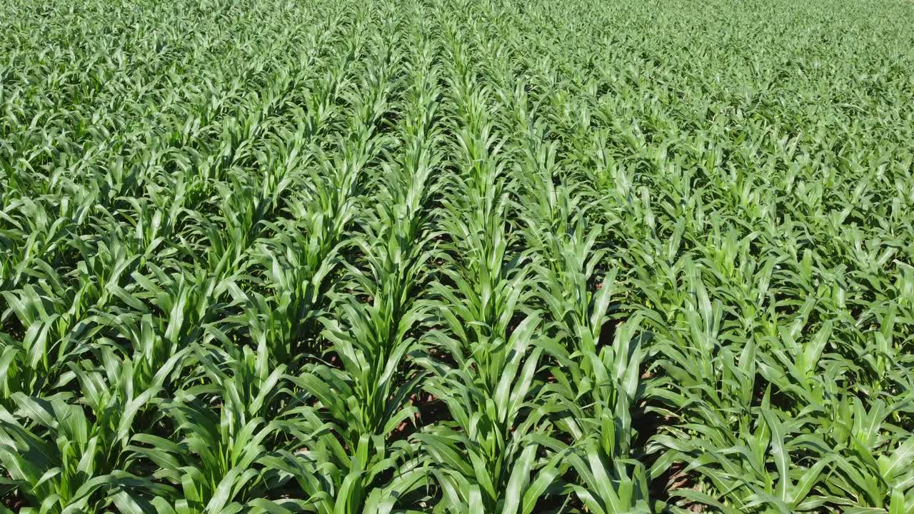 A low level flight over a green field of corn