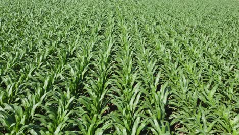 A-low-level-flight-over-a-green-field-of-corn