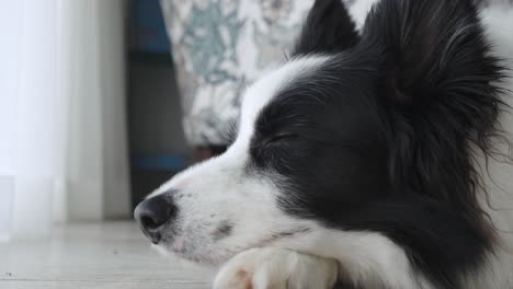 close up footage of a cute black and white border collie dog sleeping inside house, gazing out of the window. captures peaceful moments and canine curiosity.