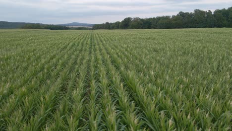 Low-flying-sideways-drone-shot-over-a-huge-cornfield-with-the-mountains-in-the-background