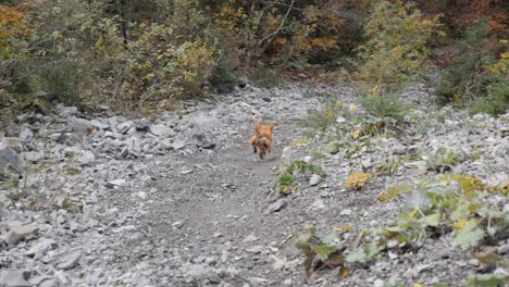 a young cute golden retriever dog chases a rock down a steep gravel slope going full speed