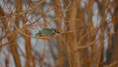 common kingfisher sitting on a branch and flying in slow motion