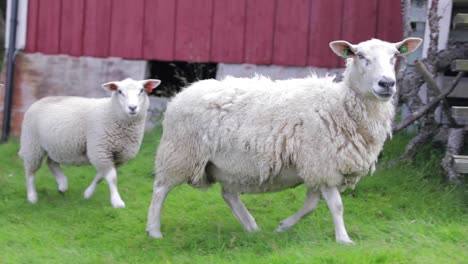 Madre-Oveja-Con-Cordero-En-La-Costa-De-Helgeland-Norte-De-Noruega