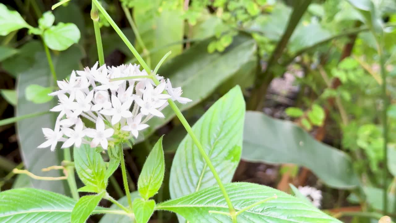 White Pentas lanceolata cluster gently sways in bright, natural light, macro garden perspective
