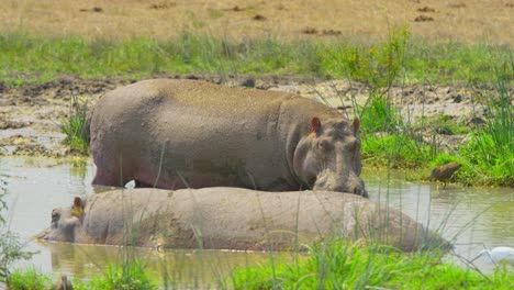 dos hipopótamos intercambian miradas en agua fangosa del pantano bajo el sol de uganda