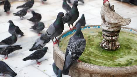 pigeons drinking from a stone fountain