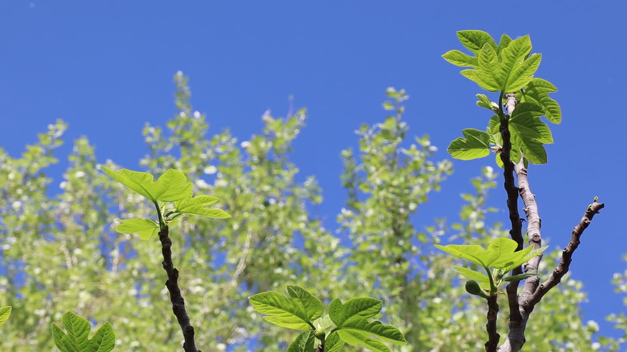 봄바람에 흔들리는 꽃나무. 이탈리아